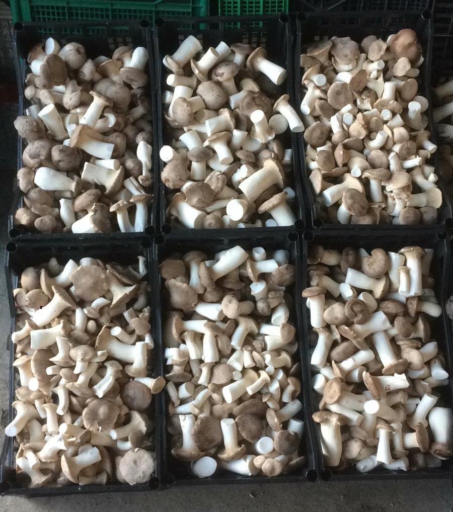 I nostri funghi